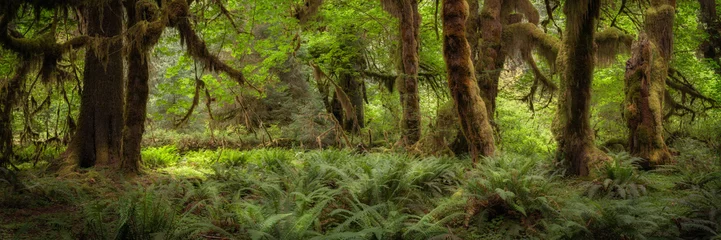  Trees and ferns in the Hoh rain forest in Washington, USA © Tom Nevesely