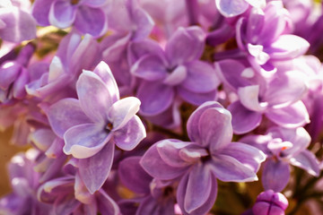 violet lilac flowers close up