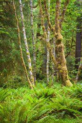 Trees and ferns in the Hoh rain forest in Washington, USA