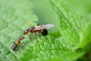 macro forest ant with wings the queen of the ant