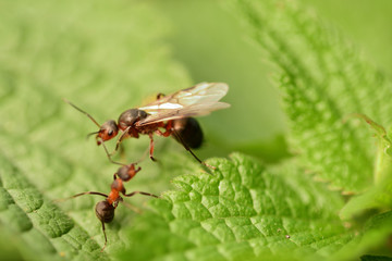 macro forest ant with wings the queen of the ant