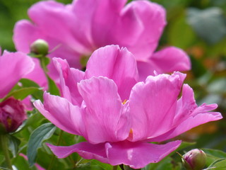 Obraz premium blühende rosa Wild-Pfingstrose, Bokeh