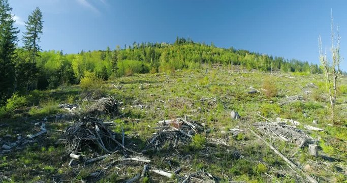 Cut Down Forest Regrowth Forestry Logging Industry Environmental Destruction Aerial Drone View