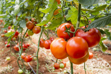 Tomatoes field greenhouse