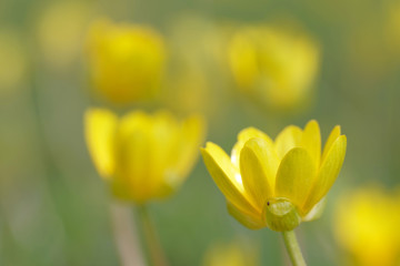 Closeup of a yellow Lesser Celandine flower. Latin name: Ranunculus Ficara