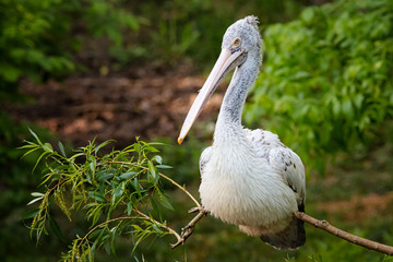 Pelican