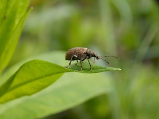 Beetle on the sheet