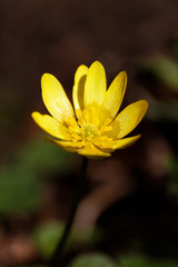 Obraz premium Closeup of a yellow Lesser Celandine flower. Latin name: Ranunculus Ficara
