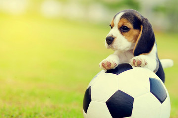 Cute little Beagle playing football in garden
