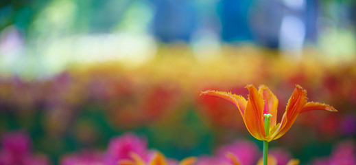 Flowers in Botanic garden