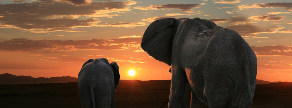 Afrikanische Elefanten vor Sonnenuntergang