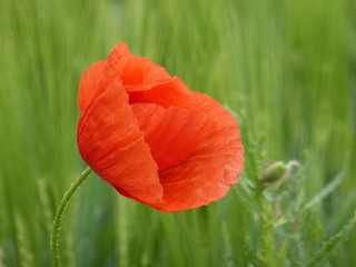 Einzelne Mohnblume im Weizenfeld, Bokeh