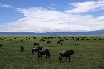 Naklejka na ściany i meble Great migration Serengeti, Zebras and Wildebeest. Tanzania, Africa