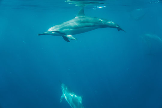 Dolphin © Jason