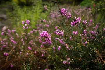 Obraz premium A green bush with bright violet flowers in the springtime