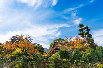 Forest landscape. View of the building among the forest in Hakone, Japan. Copy space for text.