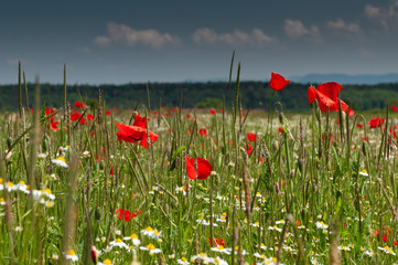 Fototapeta premium Red poppy flowers in green meadows under cloudy sky