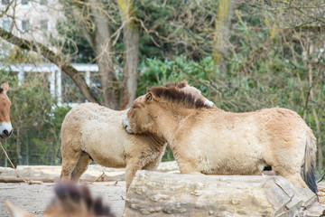 Przewalski's horses  in the zoo