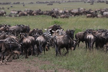 Naklejka na ściany i meble Great Migration Serengeti, thousands of Zebras and wildebeest crossing . Tanzania