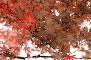Japanese Maple tree in Portland's Crystal Springs Rhododendron Garden, Oregon