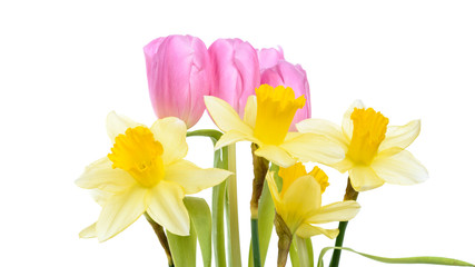 Pinke Tulpen und gelbe Narzissen isoliert