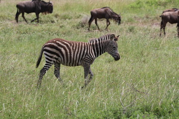 Zebras, Sergengeti, Great Migration, Africa