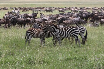 Fototapeta na wymiar Zebras, Sergengeti, Great Migration, Africa