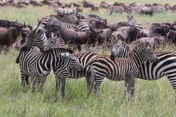 Zebras, Sergengeti, Great Migration, Africa