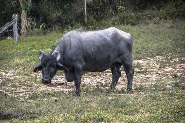 Búfalos pastando
