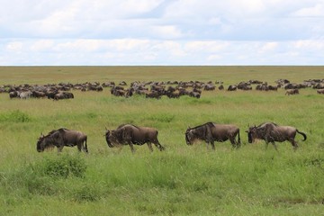 Naklejka na ściany i meble Great Migration Wildebeest Serengeti, Tanzania, Africa