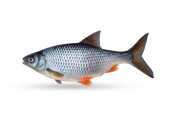 Freshwater freshwater roach fish. On a white background