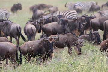 Great Migration Wildebeest Serengeti, Tanzania, Africa