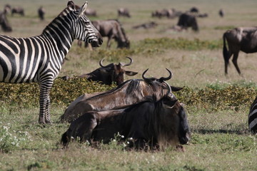 Fototapeta na wymiar Zebras and Wildebeest, Serengeti, Tanzania