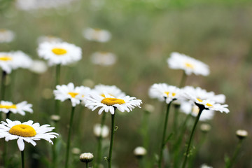 Camomiles close-up. Flowers