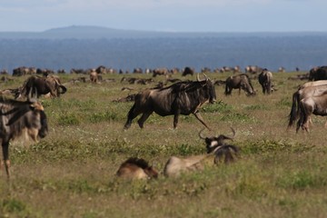 Great Migration Wildebeest Serengeti, Tanzania, Africa