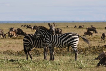 Fototapeta na wymiar Zebras, Serengeti, Tanzania