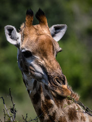 Giraffe at Kruger Park