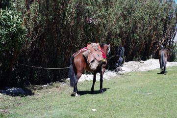 Cheval sellé au repos