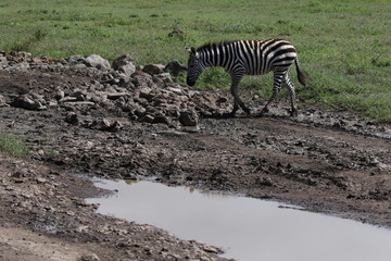 Naklejka na ściany i meble Zebras, Sergengeti, Great Migration, Africa