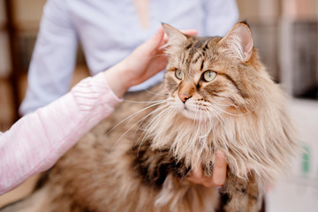 Close-up of Siberian cat without Persian admixture, long coat, brown earth color.