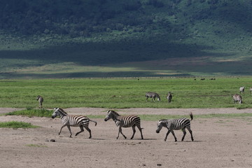 Naklejka na ściany i meble Zebras, Serengeti, Tanzania