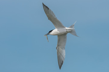 Seeschwalbe mit fisch