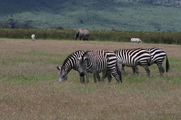 Fototapeta na wymiar Zebras, Savannah, Serengeti, Tanzania