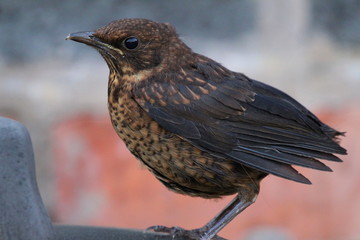 Baby blackbird