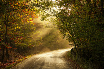 Obraz premium Autumn Classics