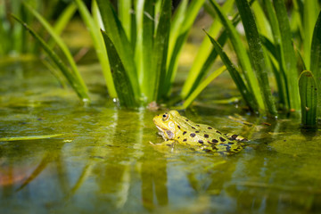 Frosch Teichfrosch