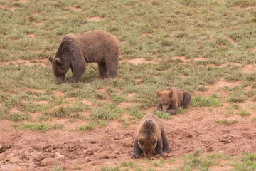 bear and cubs digging in the mud © bsanchez