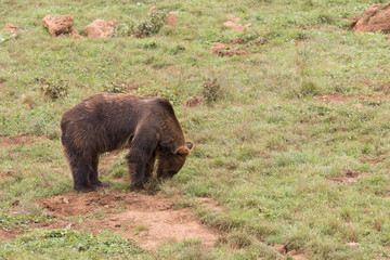 bear looking for food