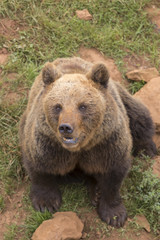 Fototapeta na wymiar portrait of a brown bear on the grass