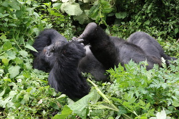 Mountain Gorilla, Silverback out of the forest. Democratic Republic of Congo, Africa